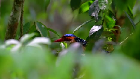 a tree kingfisher and one of the most beautiful birds found in thailand within tropical rain-forests