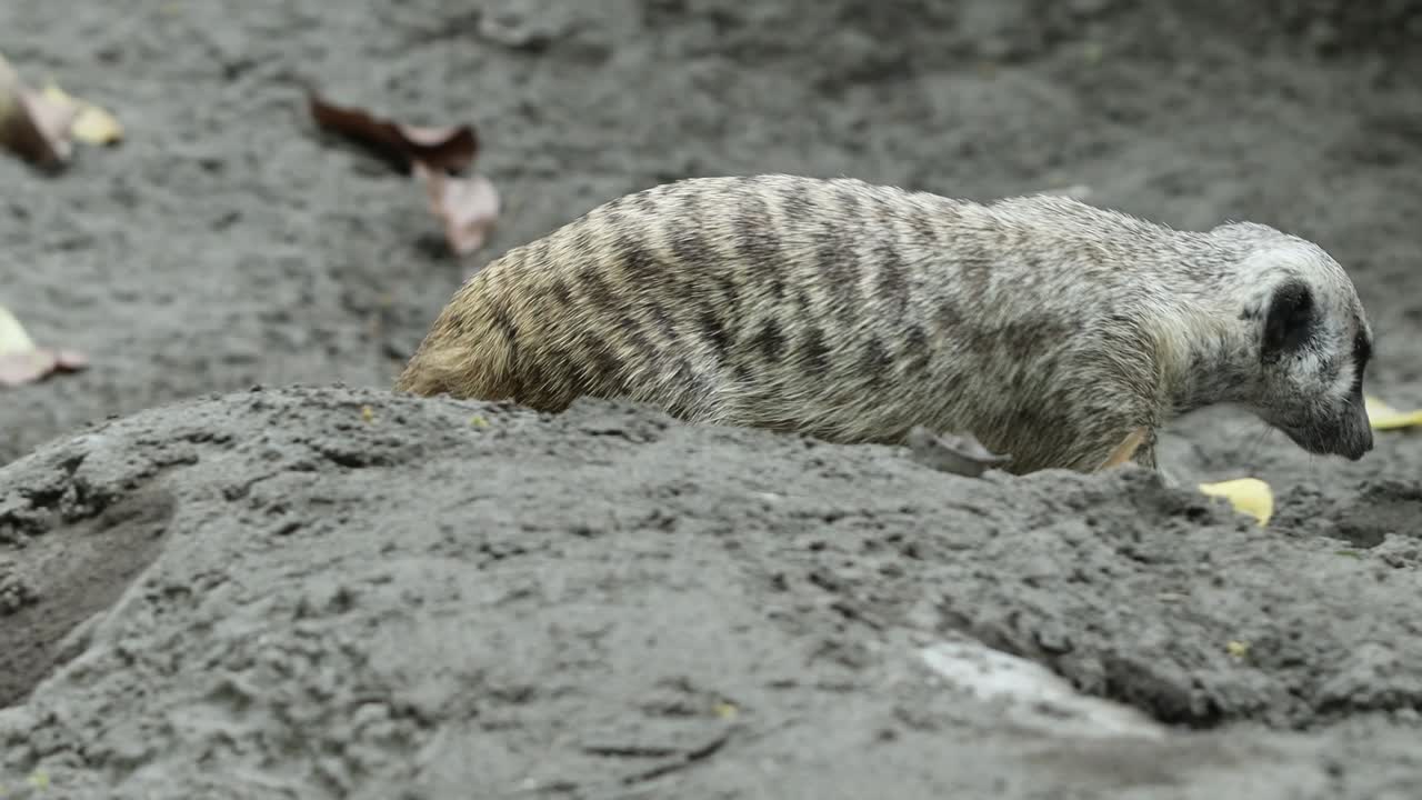 Meerkat Roaming Across Sandy Ground in Natural Habitat