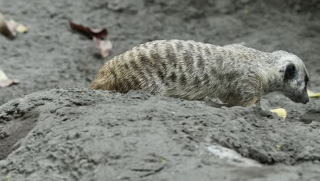 meerkat roaming across sandy ground in natural habitat
