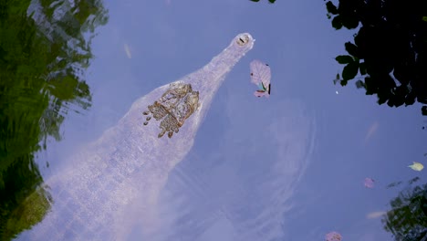 close up view of a gavial in the water