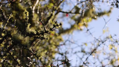 close-up of matagouri tree branches moving slightly in sunlight, with sharp thorns and moss visible against a clear blue sky. subtle camera movement