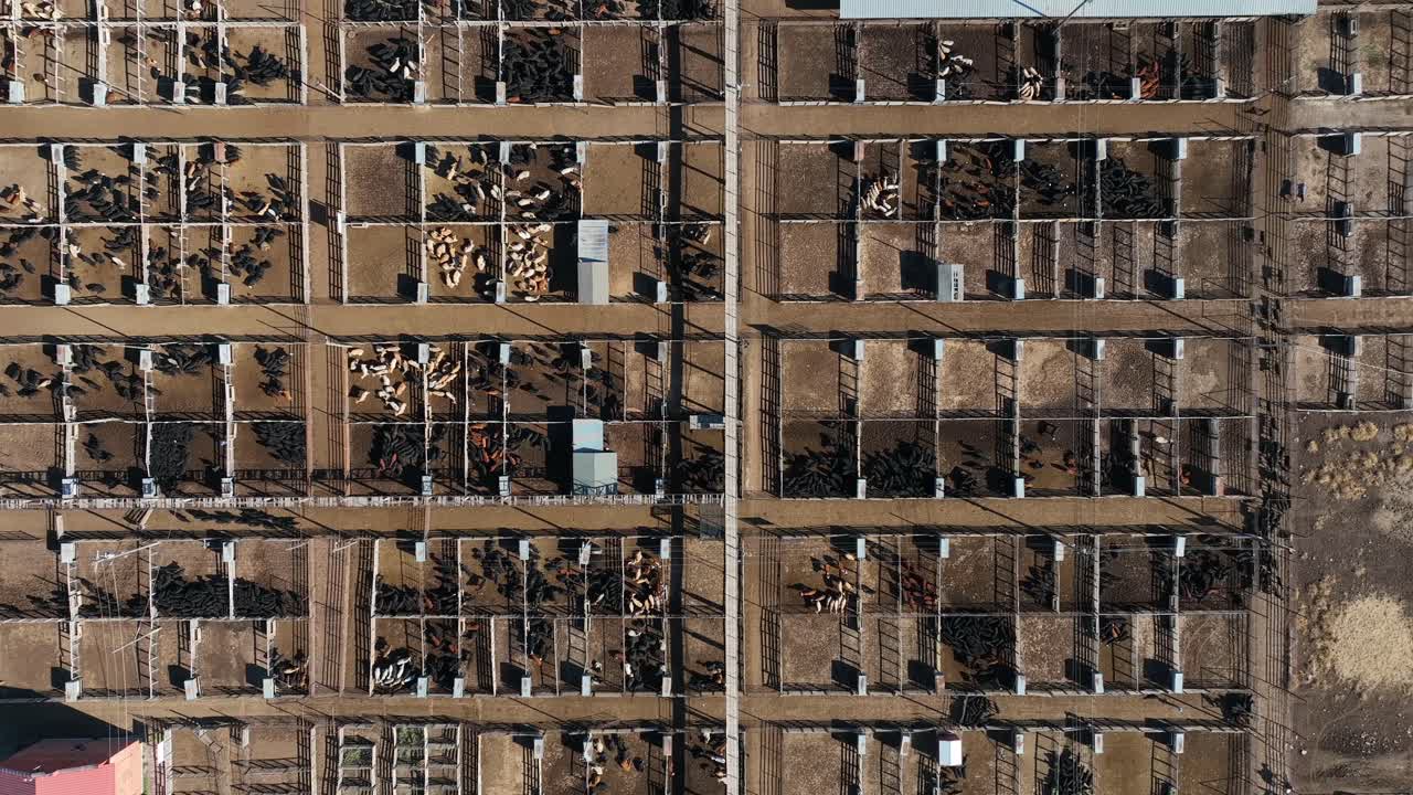 스톡야드에서 도살을 위한 육우