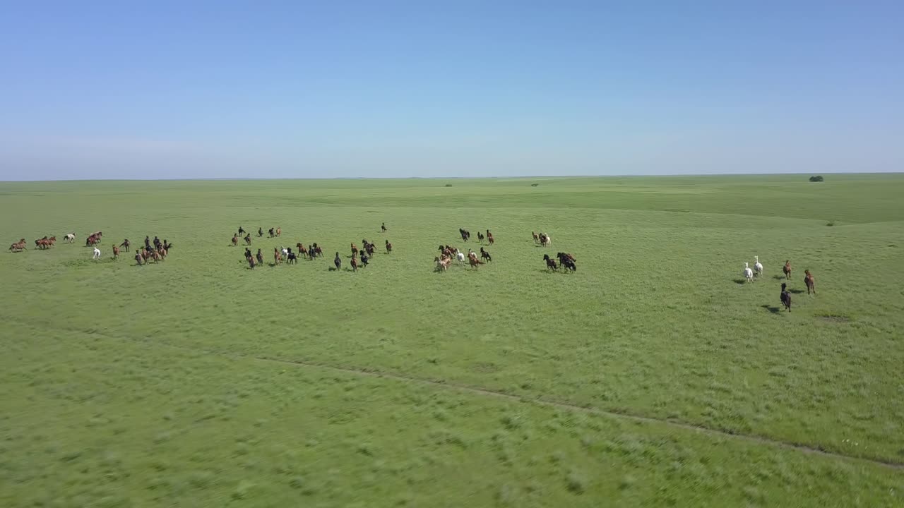 캔자스의 플린트 힐스에 있는 푸른 대초원 잔디를 가로질러 달리는 야생마 무리의 전면적인 공중 드론 샷