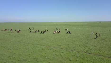 Barrido-Disparo-Aéreo-De-Drones-De-Una-Manada-De-Caballos-Salvajes-Corriendo-A-Través-De-La-Hierba-Verde-De-La-Pradera-En-Las-Colinas-De-Pedernal-De-Kansas