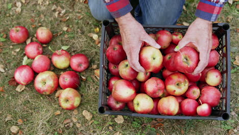 ripe red apples in a pile and in the plastic crate. unrecognized man sorts the apples. top view.
