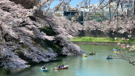 Cerezos-En-Flor-En-El-Parque-Chidorigafuchi-Foso-Del-Palacio-Imperial-Con-Bote-De-Remos