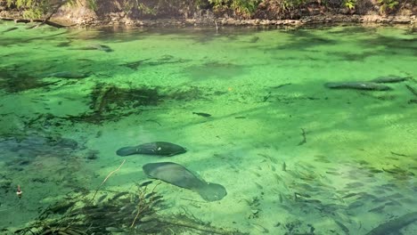 a peaceful sight of a large group of manatees gliding through a crystal-clear spring, gently drifting with the flowing waters.