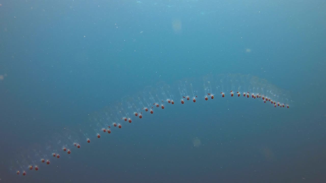 Lots of jelly fish link together to form a line of jellyfish. Possibly safety in numbers but who knows?