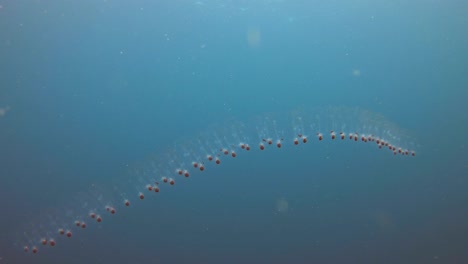 lots of jelly fish link together to form a line of jellyfish. possibly safety in numbers but who knows?