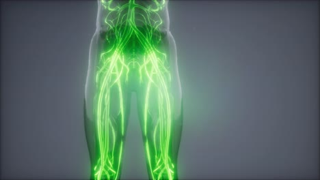 vasos sanguíneos del cuerpo humano