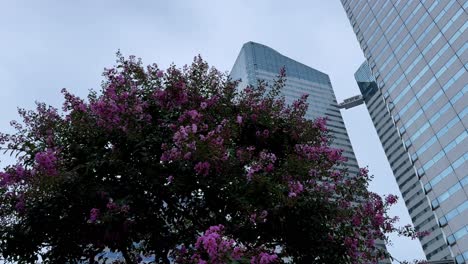 a vibrant tree with pink flowers stands tall among modern glass skyscrapers in harumi tokyo