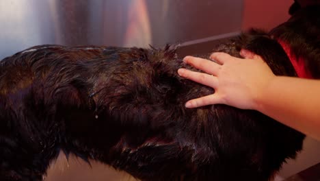 a young woman gives her dog a bath outside in a tub