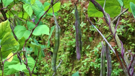 frijoles asiáticos que crecen en vides de color verde oscuro