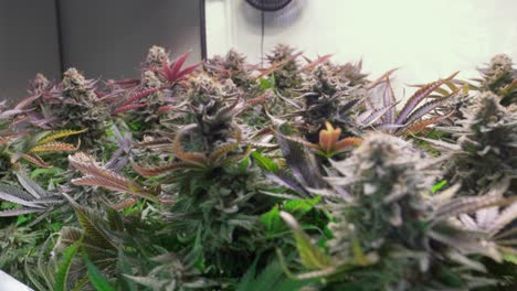 toma de plantas de cannabis que crecen en una carpa de cultivo durante la etapa de floración