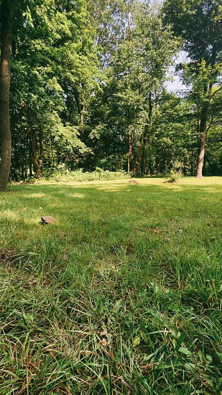 prado forestal con tortugas