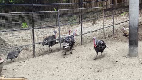 turkeys in a pen