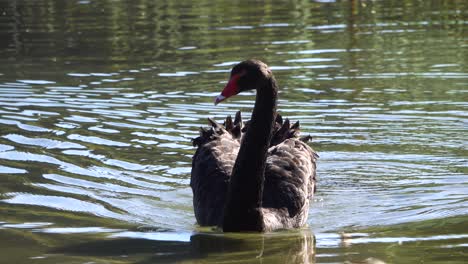 Neuseeländischer-Schwarzer-Schwan-Mit-Rotem-Schnabel,-Der-Auf-Wasserteich-Schwimmt