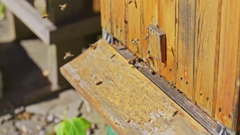 Bienen-Tanzen-Am-Eingang-Des-Bienenstocks