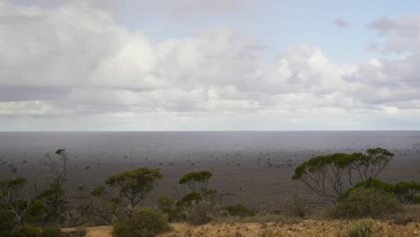 shrubs moving in the wind in the savannah