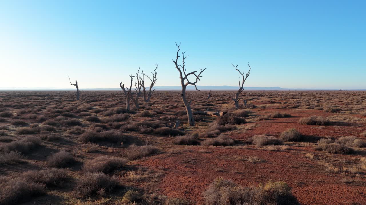 Low-altitude drone moving toward dead trees on dry, barren red earth in South Australia