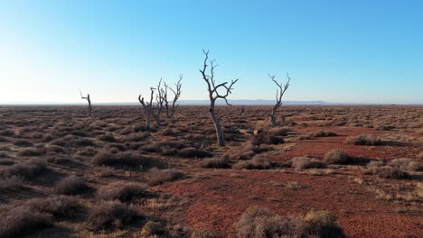 low-altitude drone moving toward dead trees on dry, barren red earth in south australia
