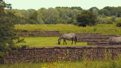 Caballo-Marrón-Comiendo-Hierba-En-La-Naturaleza