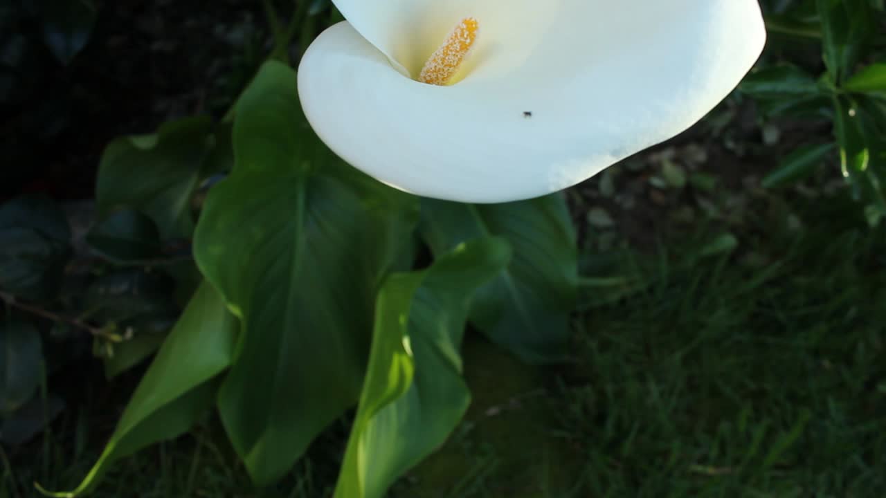 Langsom panorering opp på en enkelt hvit kalla. Natur