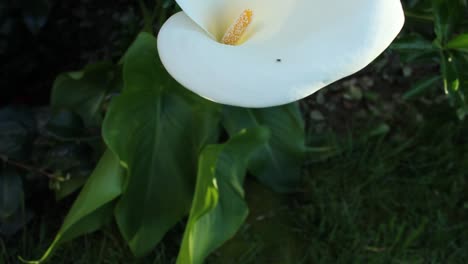 Slow-Pan-Up-Single-White-Calla-Lily-Nature-Wildlife