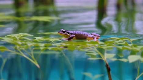 a frog in water among green plants