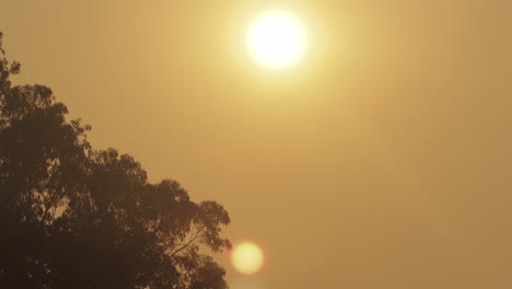 sunrise over big gum tree big orange sun clear hazey sky bird flies left to right australia victoria gippsland maffra