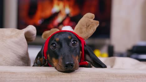 dachshund puppy in santa masquerade reindeer ears put muzzle on table, winks, waits festive treat. dog sitting on sofa by fireplace in festive outfit, welcomes guests who come celebrate christmas