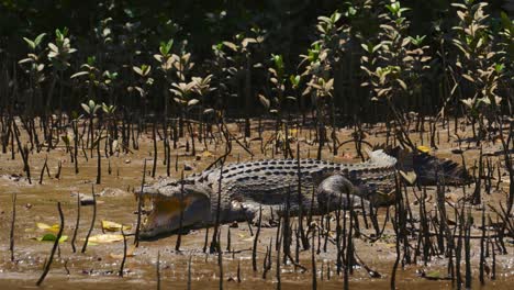 cocodrilo de agua salada tomando el sol en un río de manglares