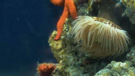 Vista-Lateral-De-La-Anémona-De-Mar-Común.-Anemonia-Sulcata