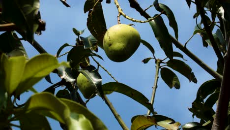 Mango-hanging-off-a-tree,-shot-against-a-sunny-blue-sky-in-Vietnam