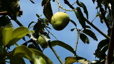 Mango hanging off a tree, shot against a sunny blue sky in Vietnam