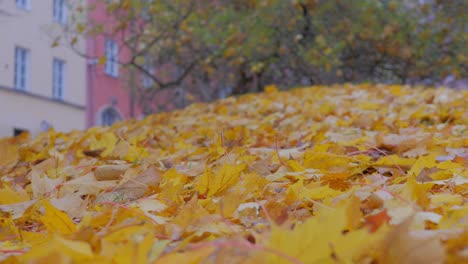 Beautiful-fall-colors-in-gold-and-yellow-as-the-trees-drop-their-leafs-on-the-ground,-and-the-wind-keeps-blowing-them-around