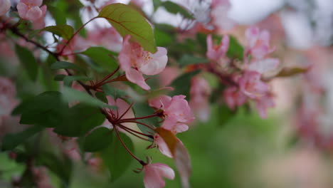 Closeup-pink-tree-flowers-blooming-in-spring-park-against-cloudy-sky