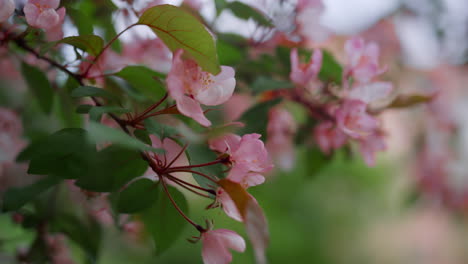 closeup pink tree flowers blooming in spring park against cloudy sky