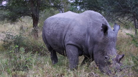 close up view of a massive white rhino bull grazing and looking around in the bush veld savannah of the greater kruger national park