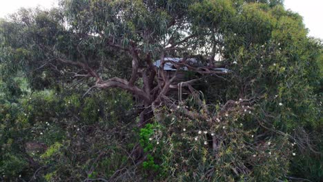 a rustic treehouse is perched among dense tree foliage. aerial shot