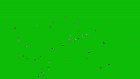 Visual-effects,-VFX,-butterflies-flying-from-the-center-on-green-screen-3D-animation