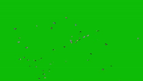 visual effects, vfx, butterflies flying from the center on green screen 3d animation