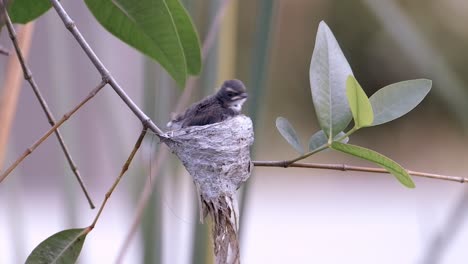 view of a juvenile malaysian pied fantail in nest ready to fledge