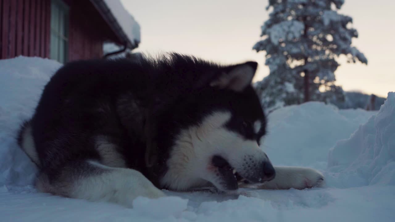 perro de raza malamute de alaska comiendo pescado crudo en el paisaje invernal