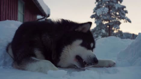 alaskan malamute breed dog eating raw fish in winter landscape