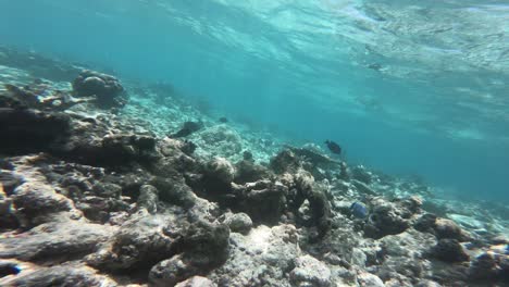 peces nadando en el agua