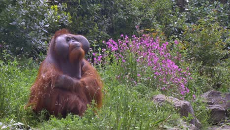 Der-Orang-Utan-Im-Nordwesten-Borneans-Im-Zoo-Von-Dublin-Starrt-Neben-Lila-Wildblumen-Auf-Den-Boden