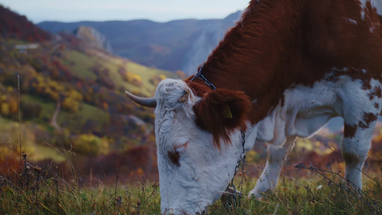 Un primo piano statico e cinematografico di una mucca marrone e bianca con una campana appesa e un corno mancante, che pascola sull'erba alta su un'alta collina con uno sfondo sfocato di una valle