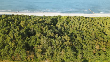 Aerial-side-movement-over-the-forest,-white-sand-beach,-and-baltic-sea-in-Kuznica,-Pomeranian-Voivodeship-,-a-district-of-the-seaside-town-of-Jastarnia-on-a-sunny-autumn-day