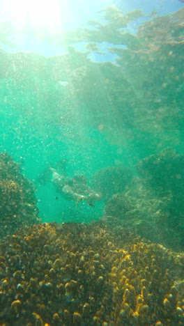 vista vertical de una mujer buceando a través de corales marinos en el océano tropical